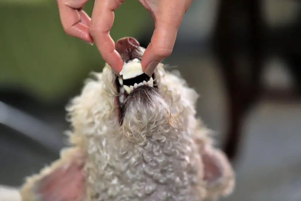 poodle eating cheese