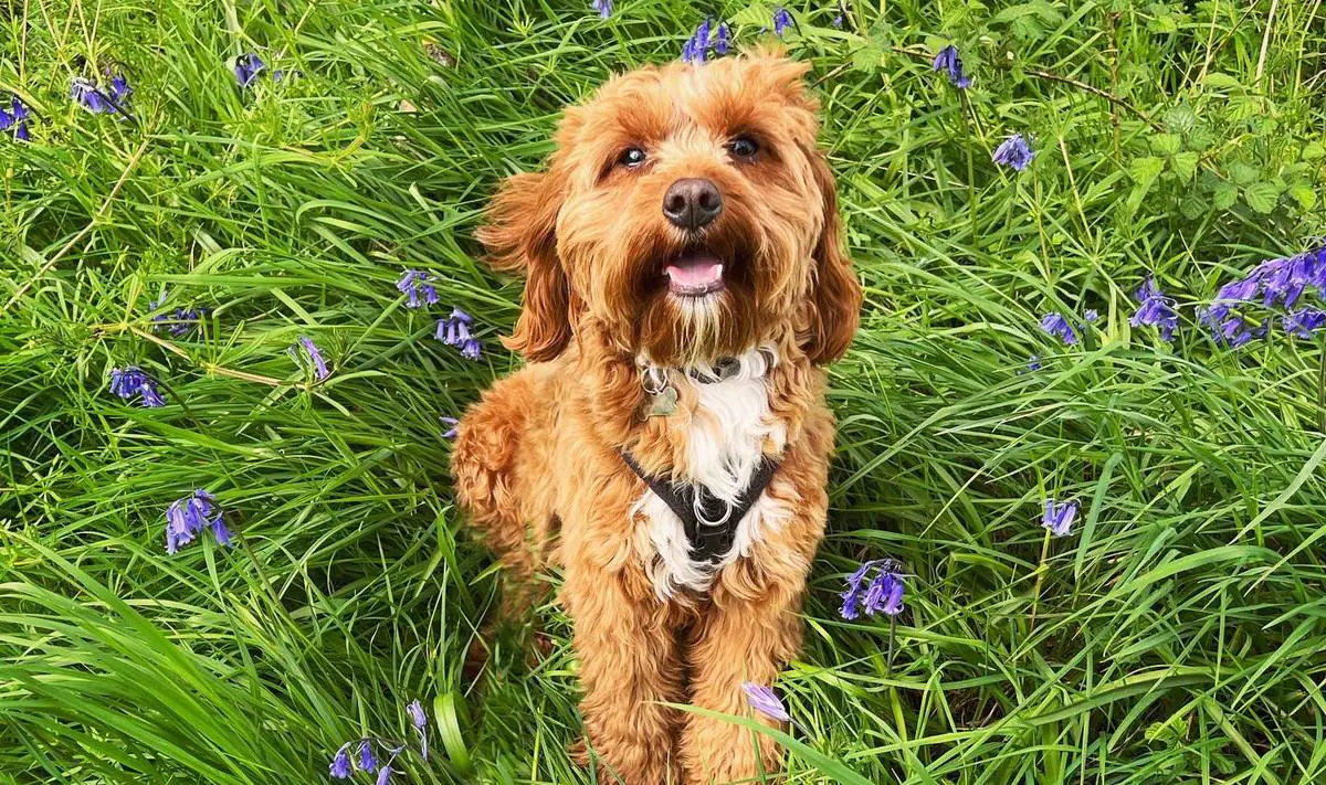 Cavapoo: 13 Facts About King Charles Spaniel Poodle Mix