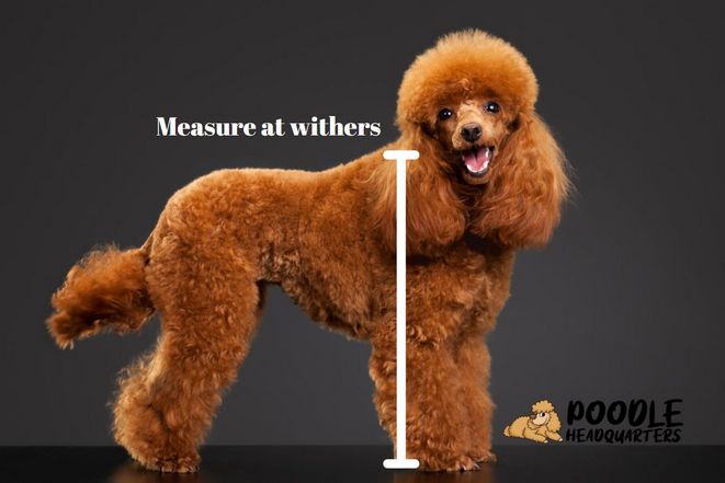 How To Determine Poodle Size
