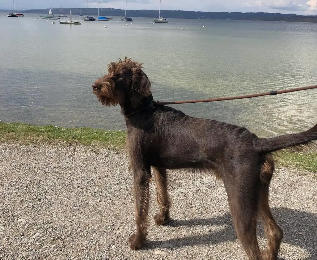 Vizsladoodle Vizsla Poodle Mix