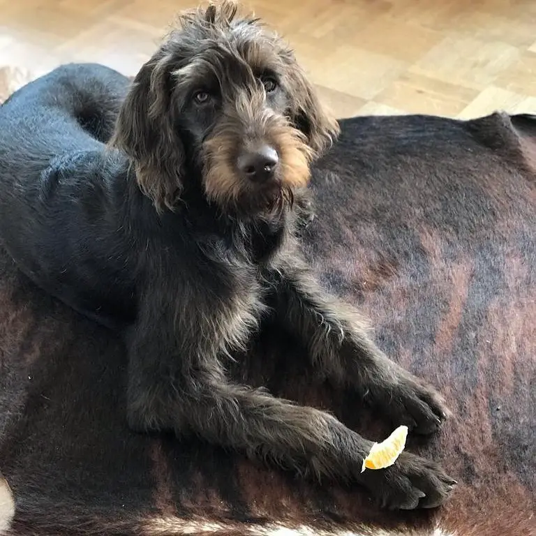 Vizsladoodle Vizsla Poodle Mix