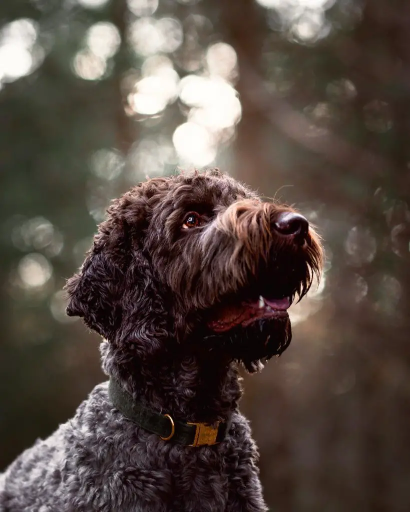 Vizsladoodle Vizsla Poodle Mix