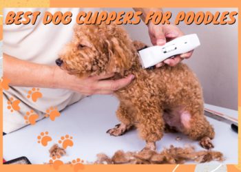 Top 3 Best Dog Clippers For Poodles