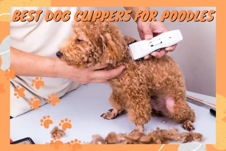 Best Dog Clippers For Poodles