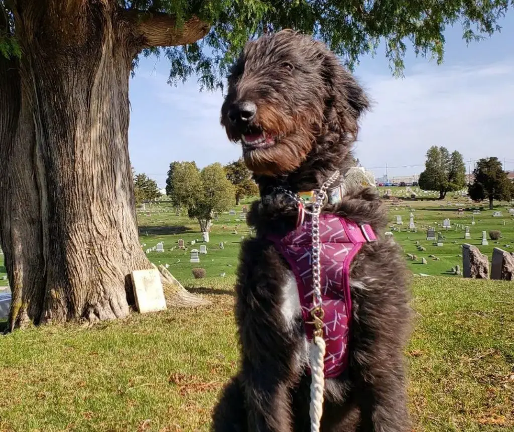 Irish Wolfoodle Irish Wolfhound Mix With Poodle