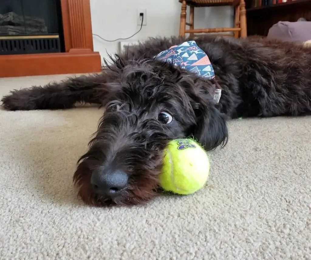 Irish Wolfoodle Irish Wolfhound Mix With Poodle