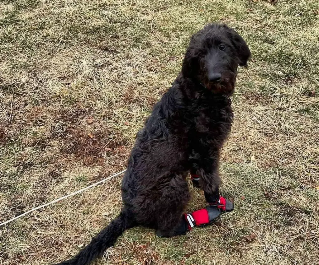 Irish Wolfoodle Irish Wolfhound Mix With Poodle