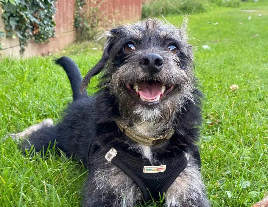 Jackapoo Jack Russell Poodle Mix