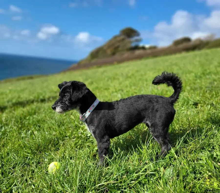 Jackapoo Jack Russell Poodle Mix