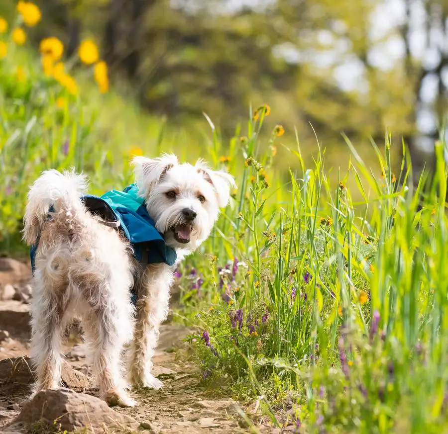 Jackapoo Jack Russell Poodle Mix