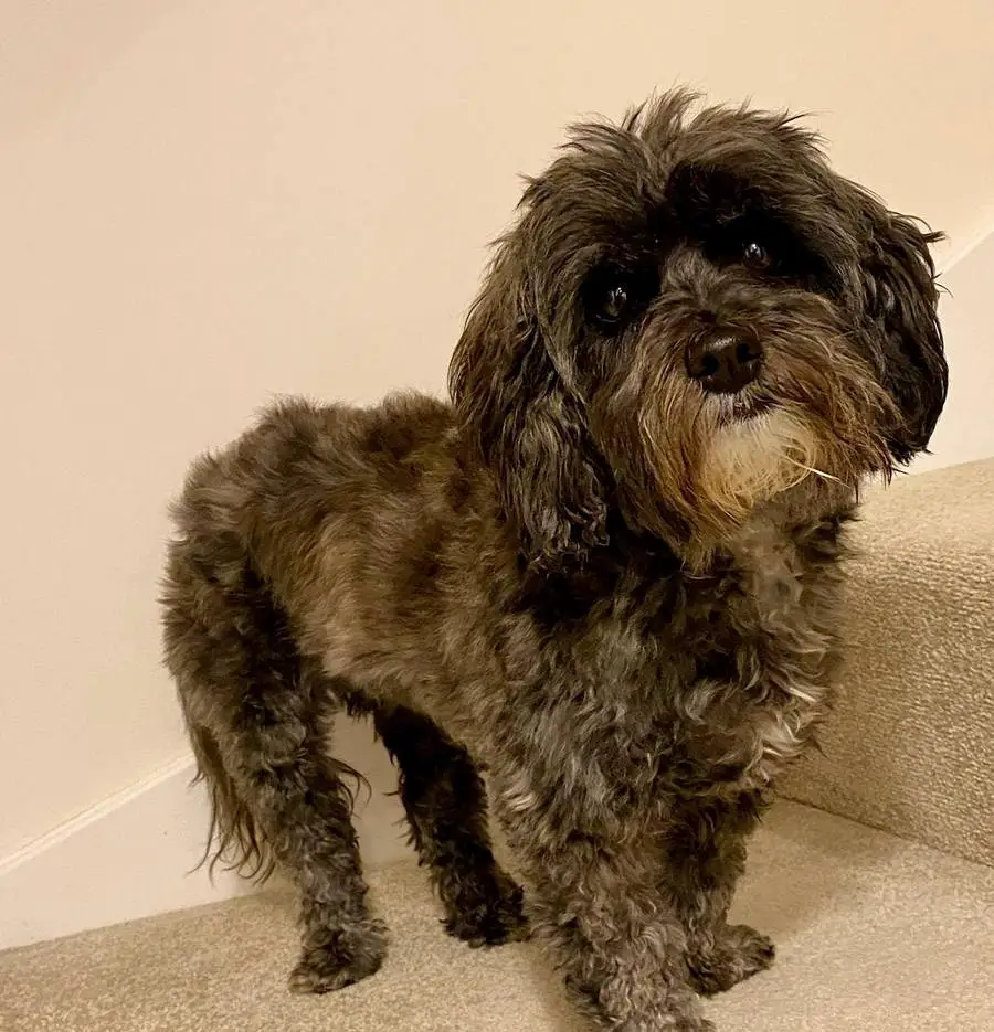 Lhasapoo Lhasa Apso Poodle Mix