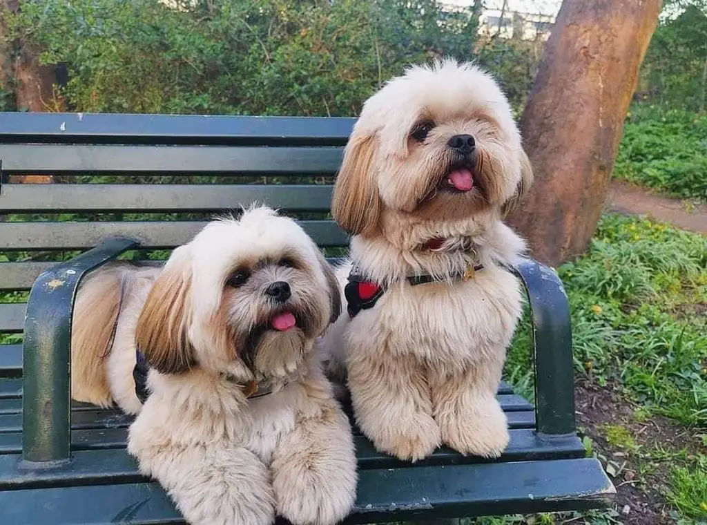 Lhasapoo Lhasa Apso Poodle Mix