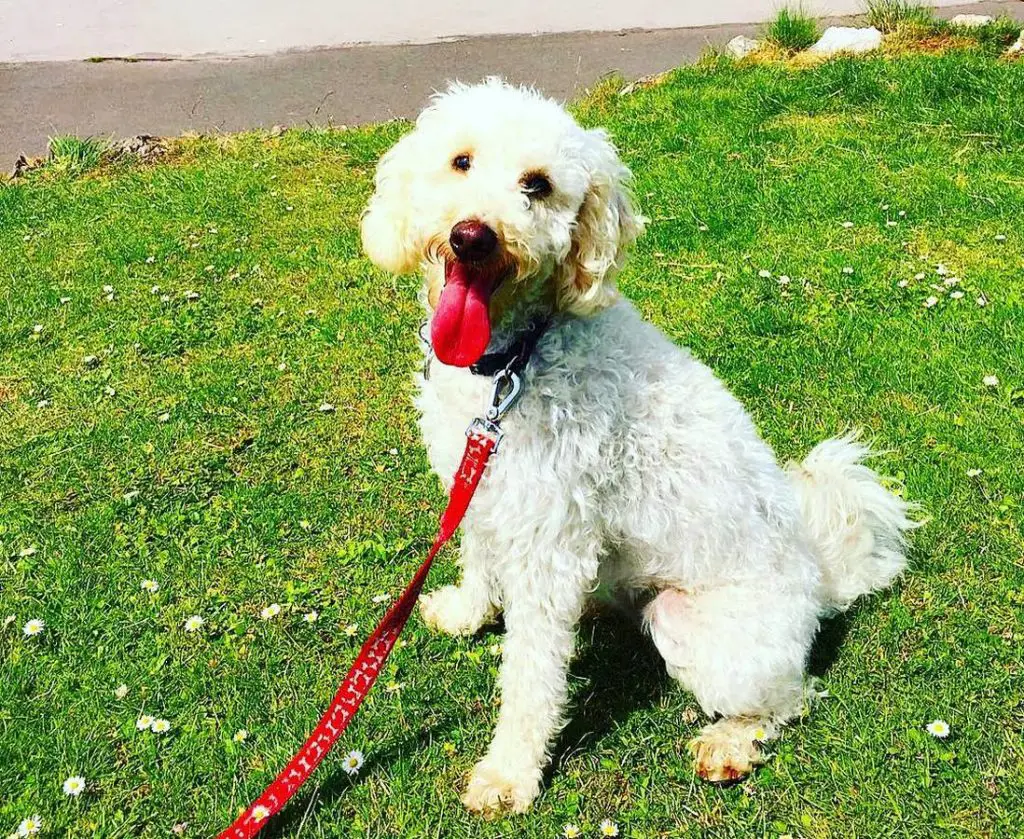 Mini Labradoodle Mini Poodle Lab Mix