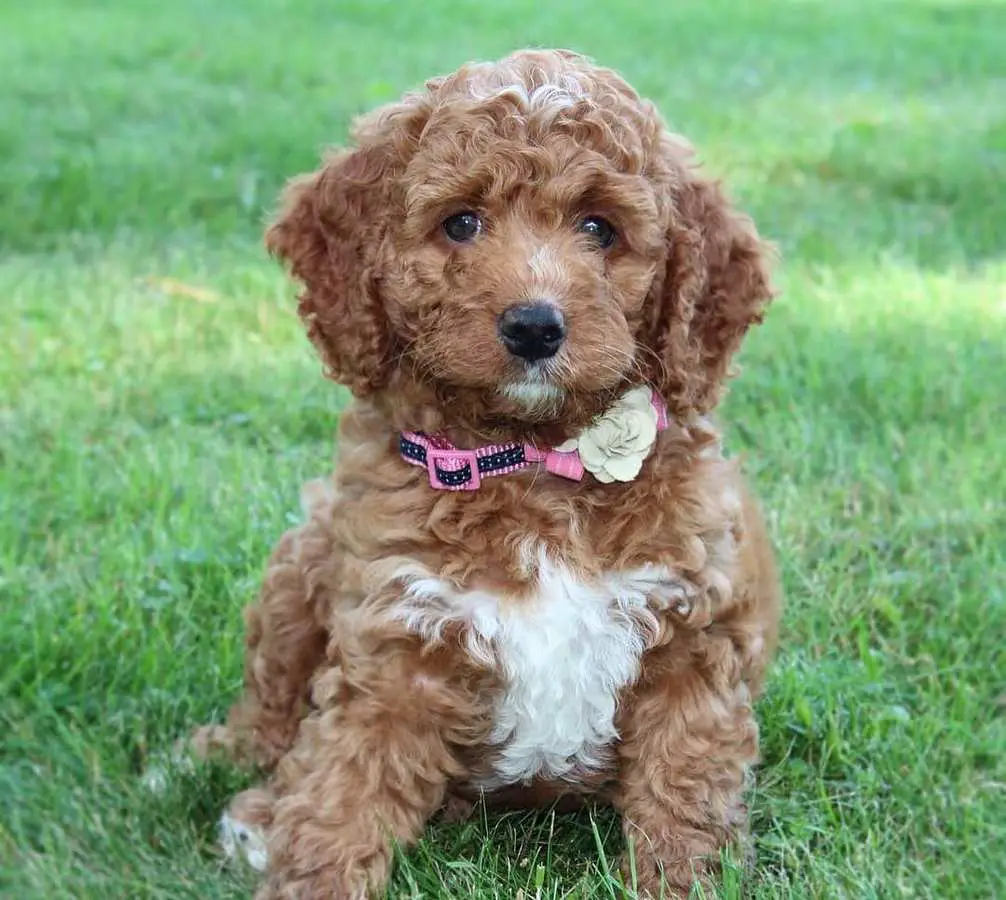 Mini Labradoodle Mini Poodle Lab Mix