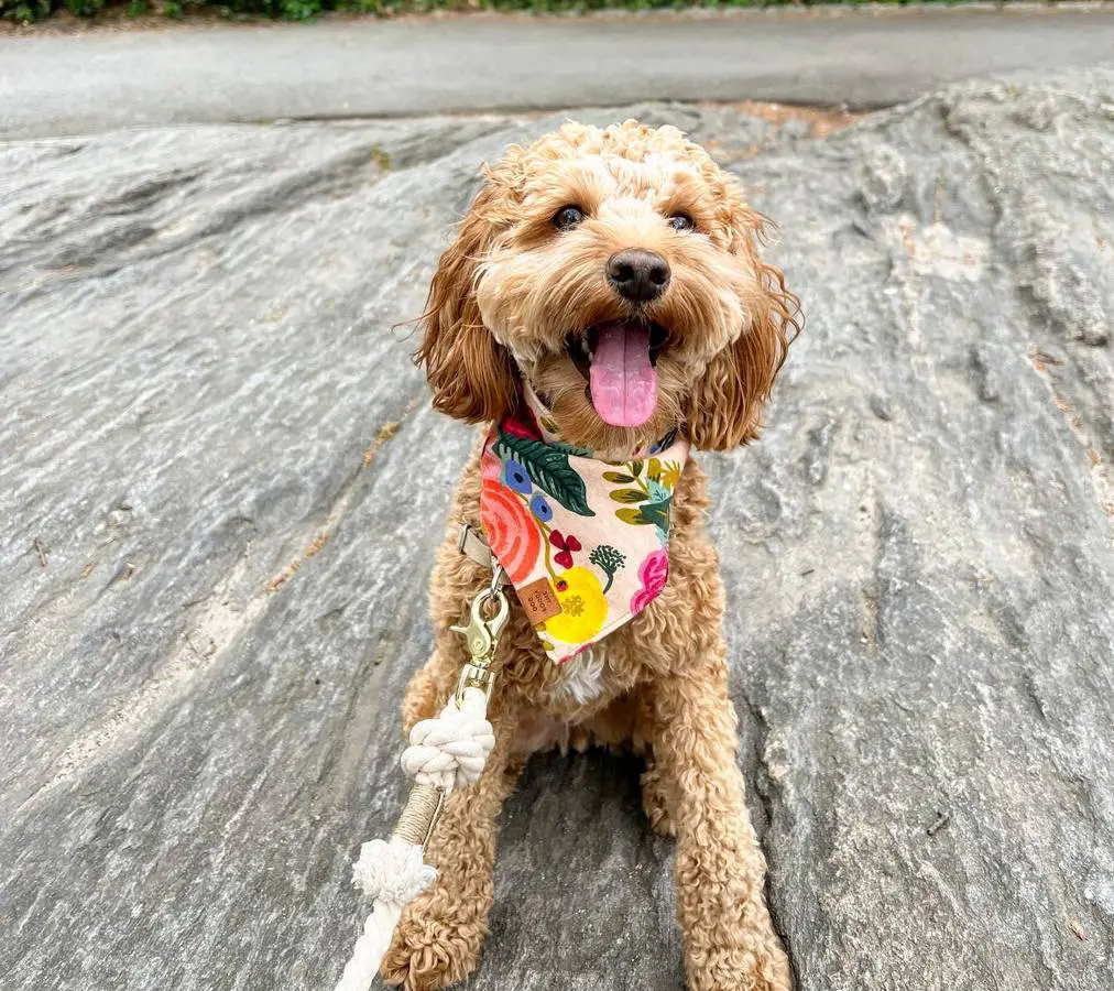 Mini Labradoodle Mini Poodle Lab Mix