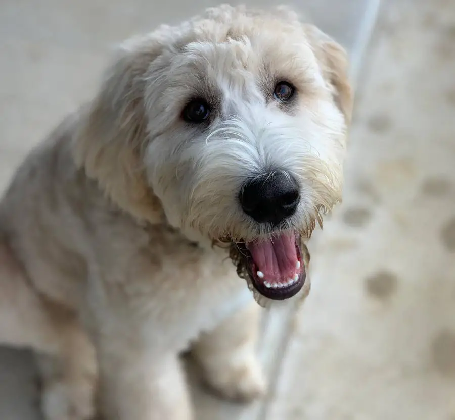 Pyredoodle Great Pyrenees Poodle Mix