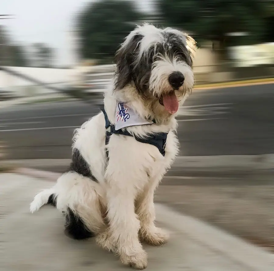 Pyredoodle Great Pyrenees Poodle Mix