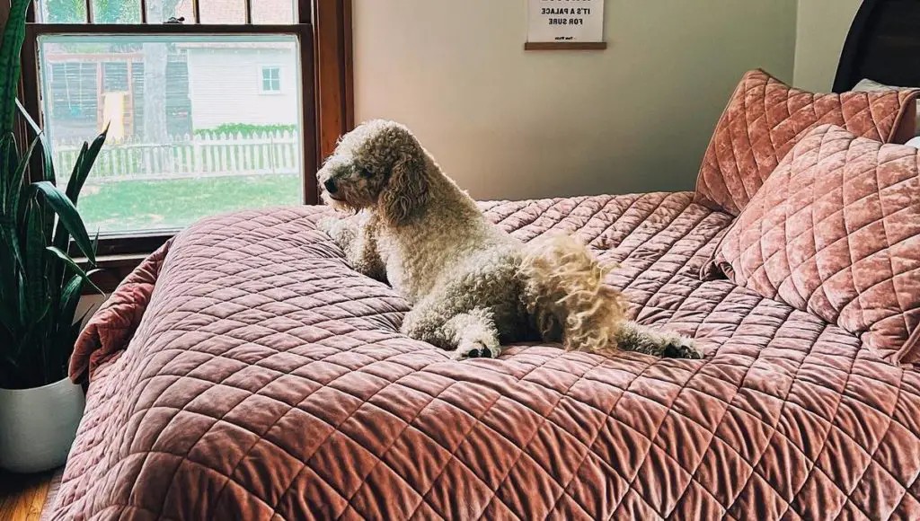 Pyredoodle Great Pyrenees Poodle Mix