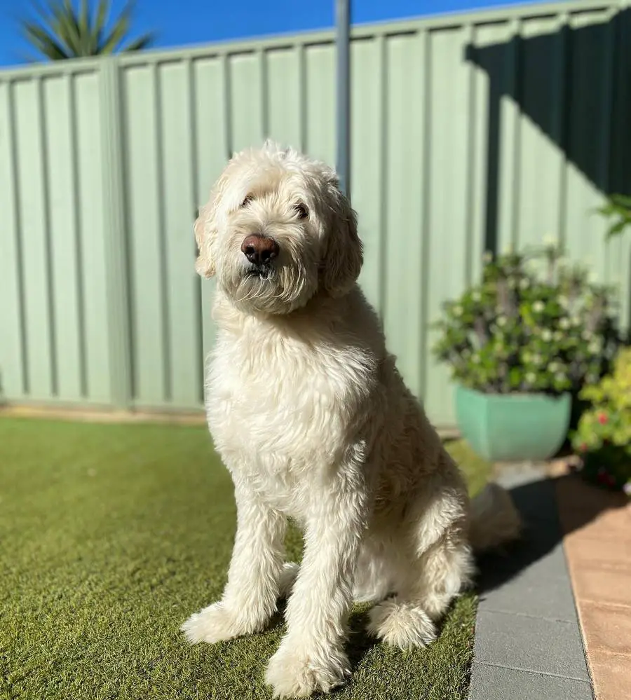 Shepadoodle German Shepherd Poodle Mix