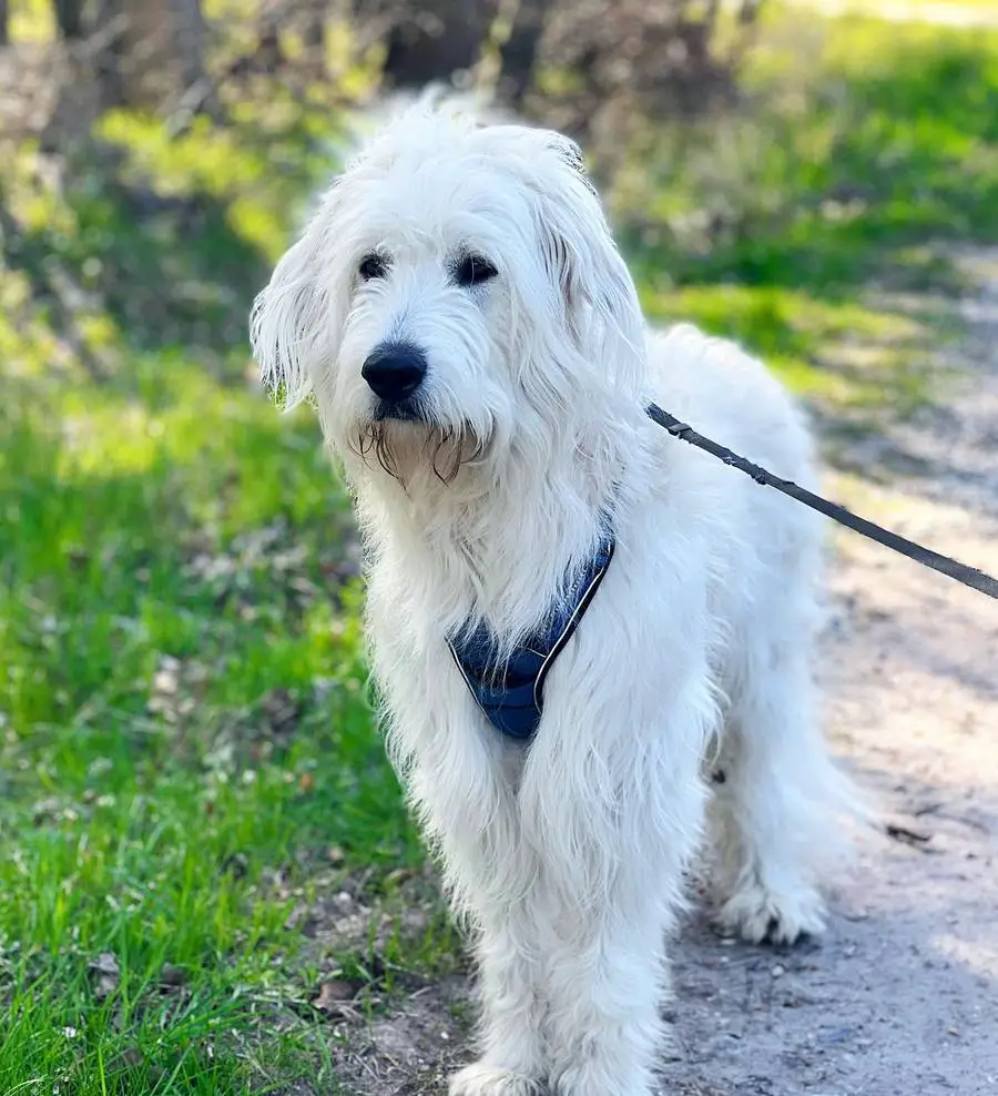 Shepadoodle German Shepherd Poodle Mix