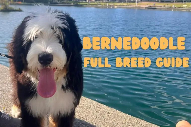 Bernedoodle: Bernese Mountain Dog Poodle Mix