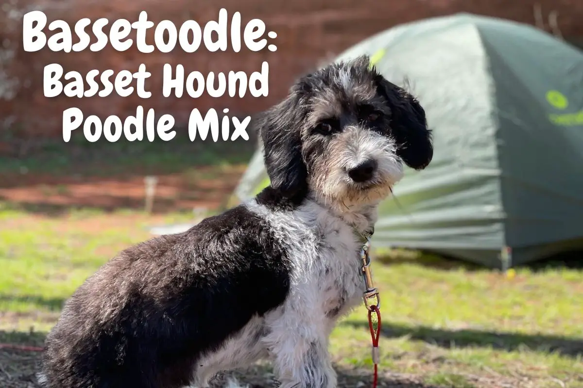 Bassetoodle: Basset Hound Poodle Mix