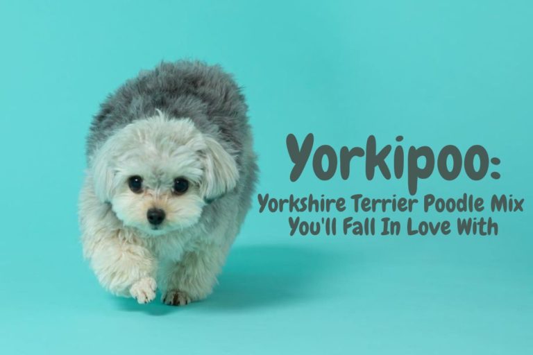 Yorkipoo: Yorkshire Terrier Poodle Mix