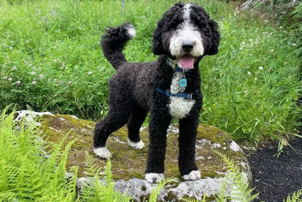 Bernedoodle: Bernese Mountain Dog Poodle Mix