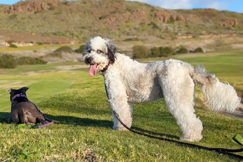 Cadoodle: Collie Poodle Mix