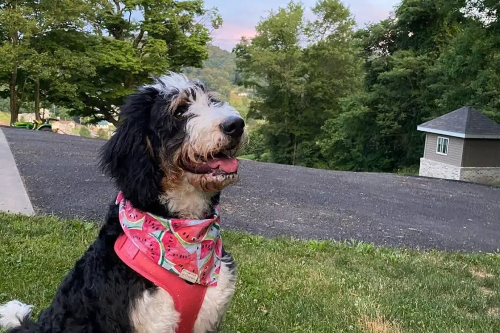 Bernedoodle: Bernese Mountain Dog Poodle Mix