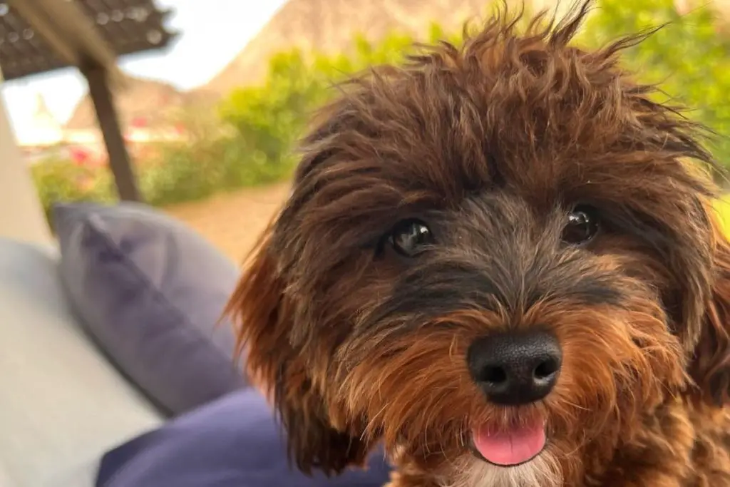 Yorkipoo: Yorkshire Terrier Poodle Mix