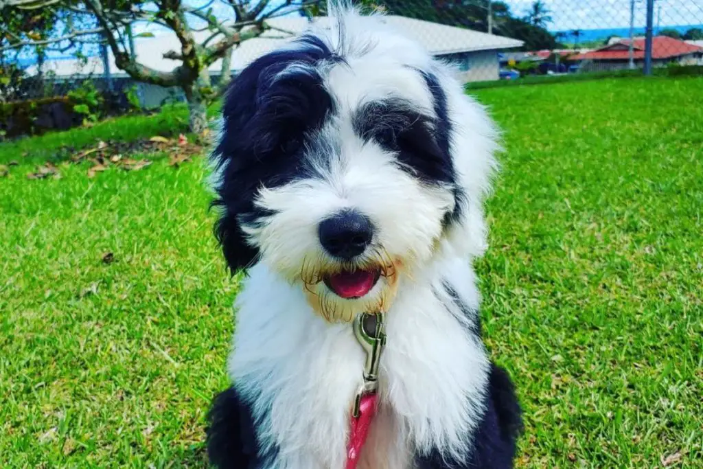 Sheepadoodle: Sheepdog Poodle Mix