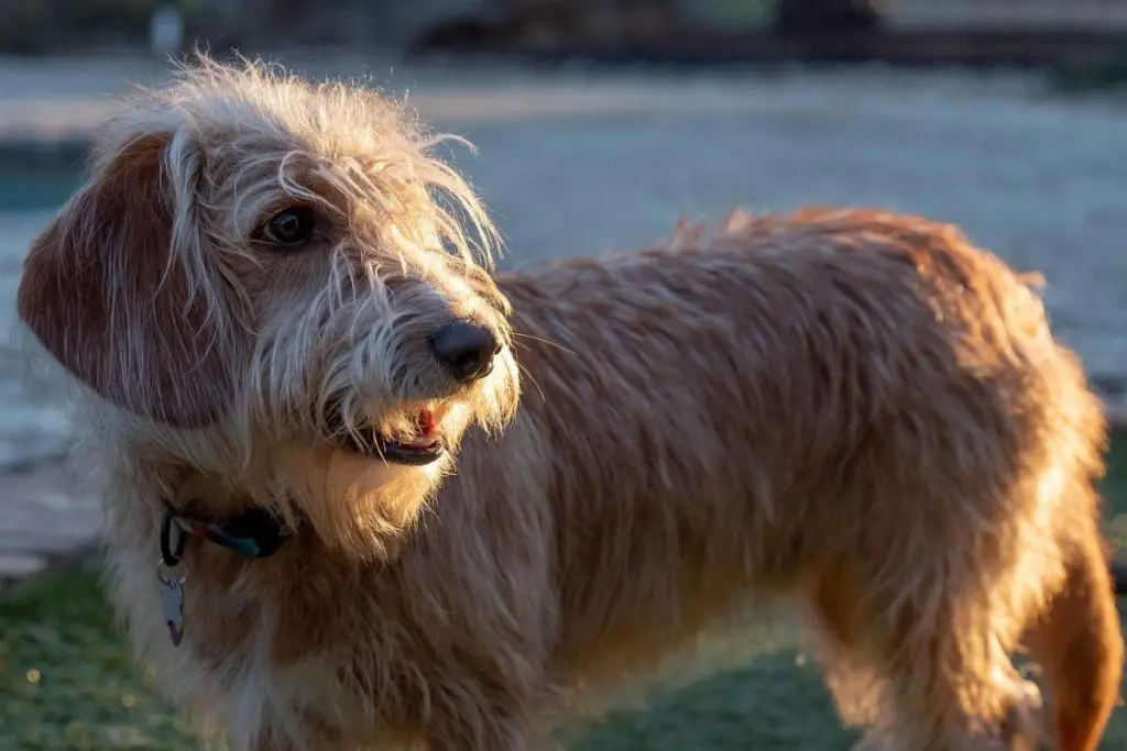 Bassetoodle: Basset Hound Poodle Mix