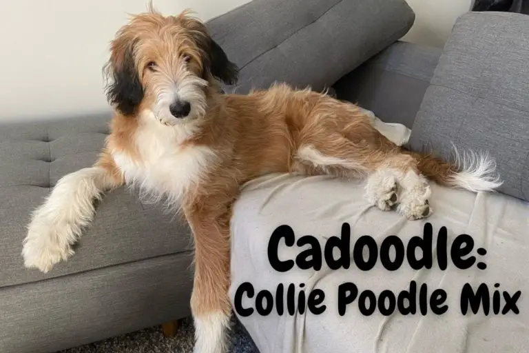 Cadoodle: Collie Poodle Mix