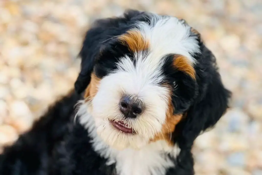 Bernedoodle: Bernese Mountain Dog Poodle Mix