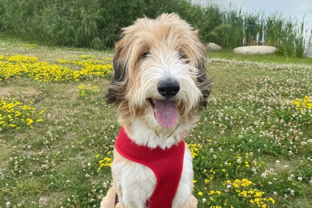 Cadoodle: Collie Poodle Mix