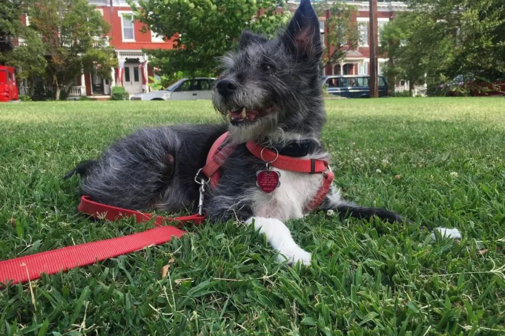 Basenjipoo Basenji Poodle Mix