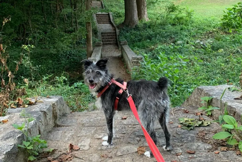 Basenjipoo Basenji Poodle Mix