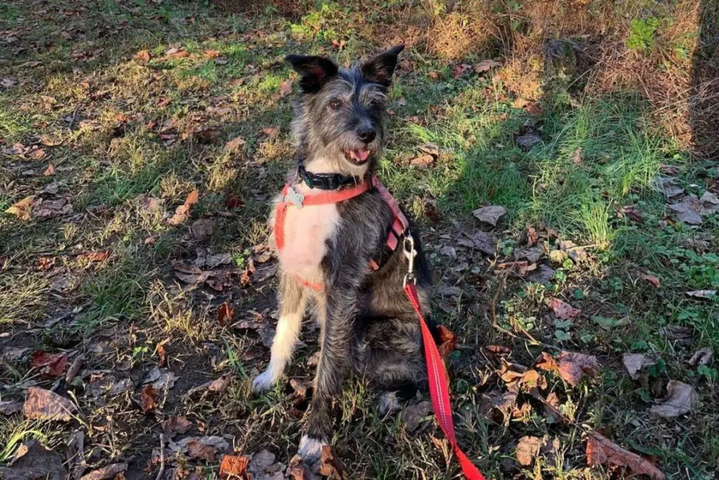 Basenjipoo Basenji Poodle Mix