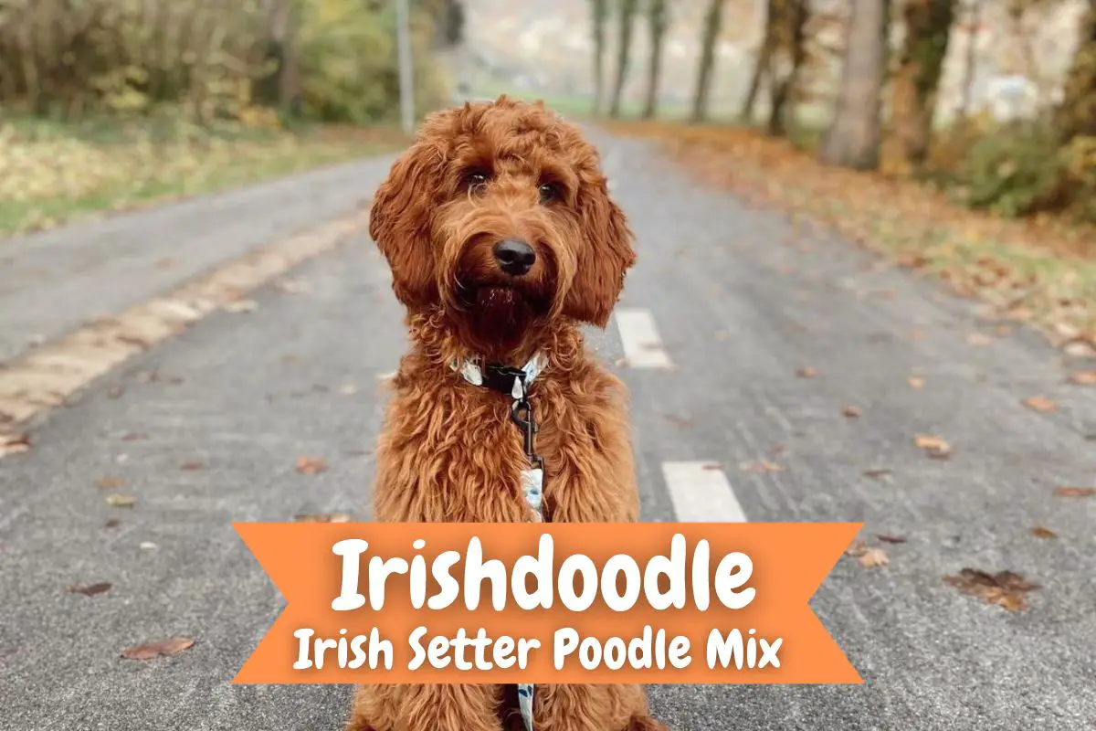 Irishdoodle Irish Setter Poodle Mix