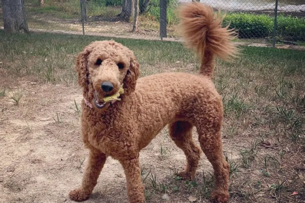 Irishdoodle: Irish Setter Poodle Mix | PoodleHQ