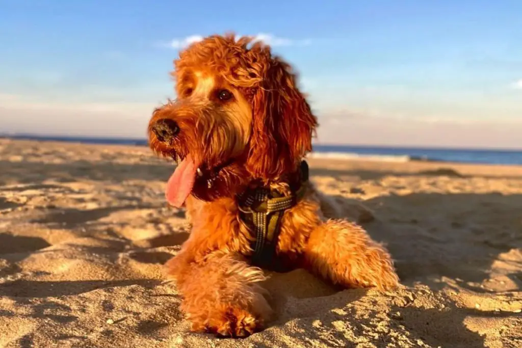 Irishdoodle Irish Setter Poodle Mix