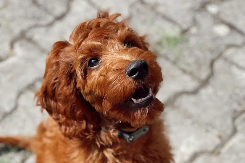 Irishdoodle: Irish Setter Poodle Mix | PoodleHQ