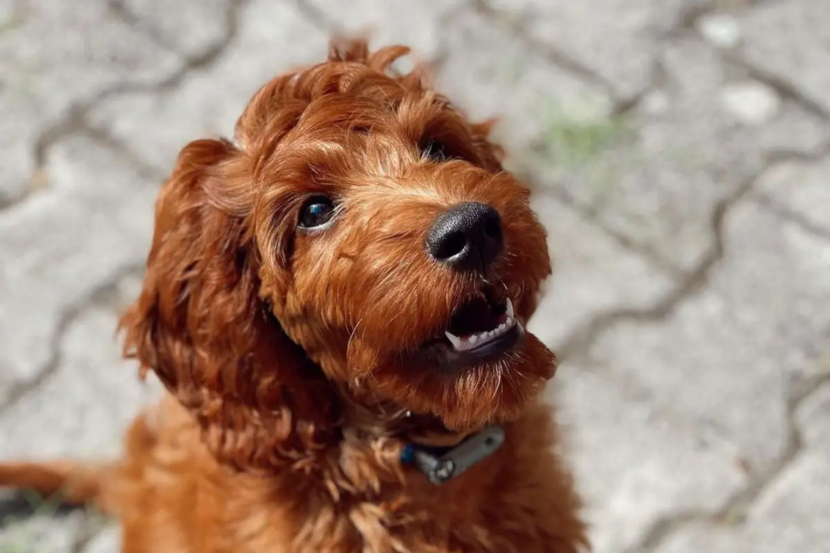 Irishdoodle Irish Setter Poodle Mix PoodleHQ