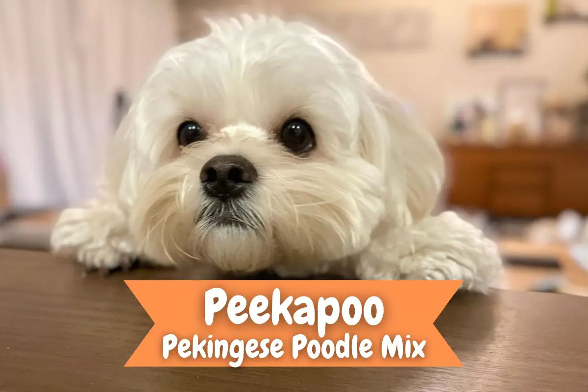 Peekapoo Pekingese Poodle Mix