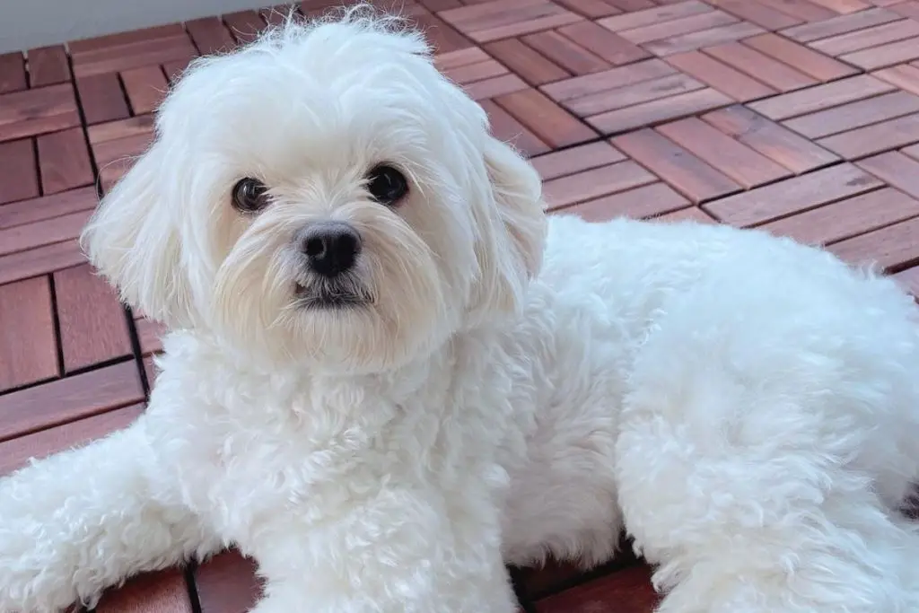 Peekapoo Pekingese Poodle Mix