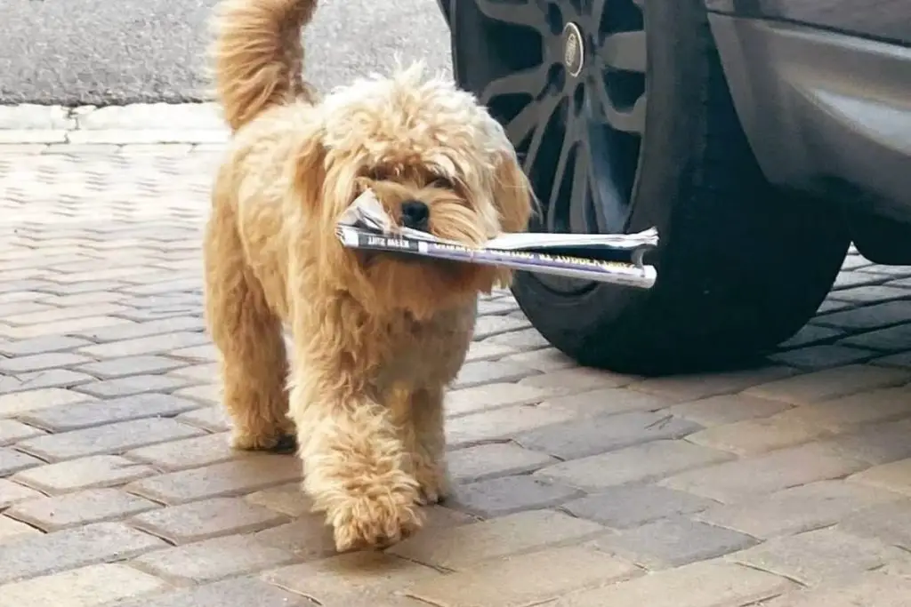 Peekapoo Pekingese Poodle Mix