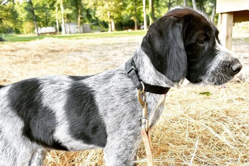 Pointer Doodle German Shorthaired Pointer Poodle Mix