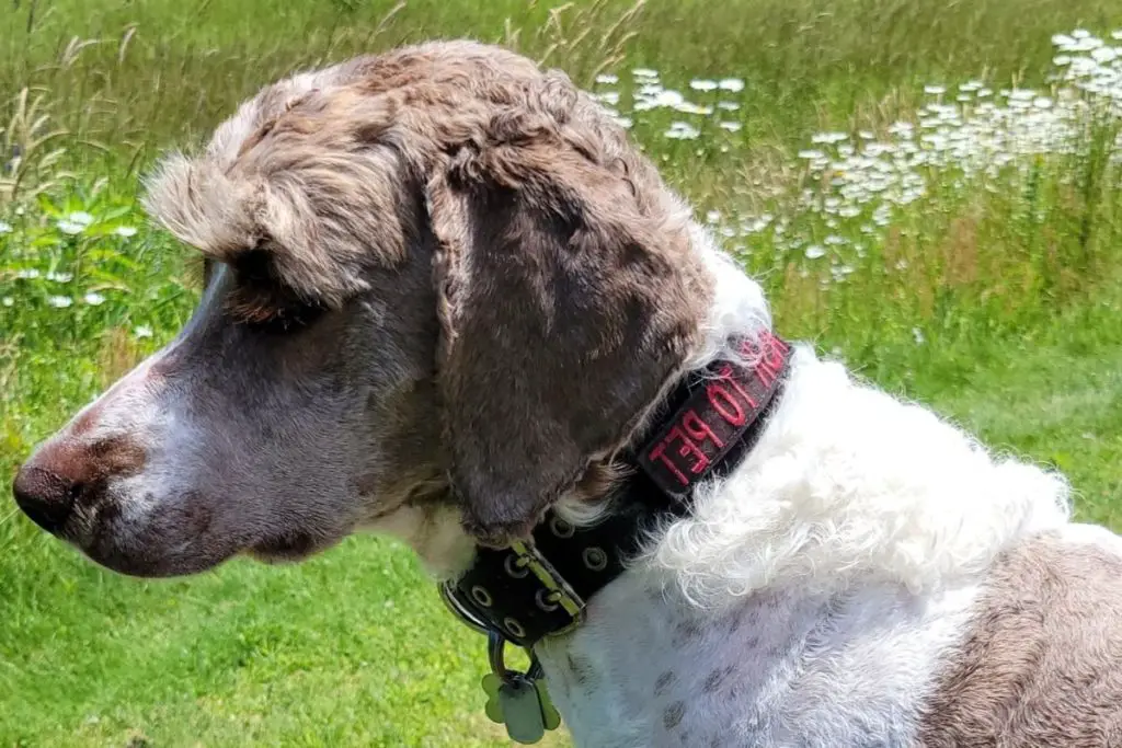 Pointer Doodle German Shorthaired Pointer Poodle Mix