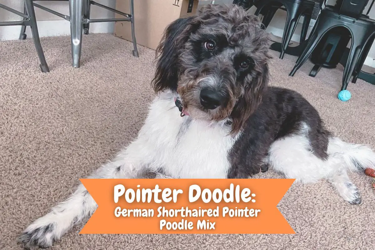 Pointer Doodle German Shorthaired Pointer Poodle Mix
